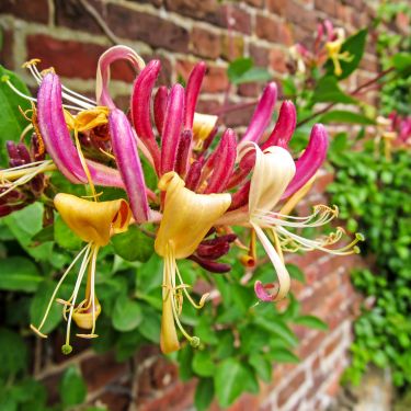 Bring skønhed og duft ind i din have med kaprifolie og gedeblad